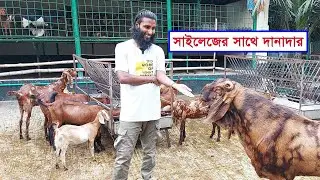 ছাগল গুলোর জন্য দিনের সর্বশেষ খাবার হচ্ছে দানাদার খাবারের সাথে কর্ণ সাইলেজ || Goats