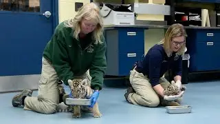 Twin tiger cubs join the Pittsburgh Zoo