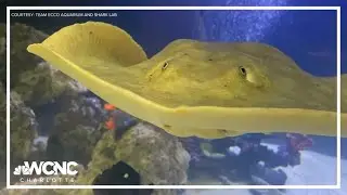 North Carolina stingray at center of mystery pregnancy is no longer pregnant, aquarium says