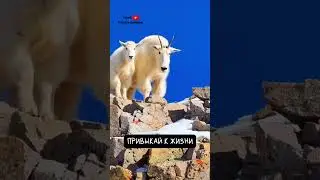 Горные Козлы 🐐 Нереальные Акробаты