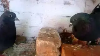 Black pigeon with Black eyes