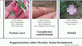 Koppisiemeniset, lahko Myrtales, heimo horsmakasvit clarkia chylismia camissonia australis rosea
