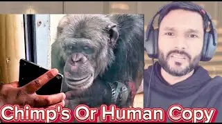 Chimp&rsquo;s Priceless Reaction While Watching King Kong | Pakistani Reaction