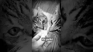 Arrivederci Garlic 🧄 #cats say NO to Garlic! #kitten #pets #cooking #cute #food #catlove #pets