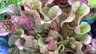 Sarracenia čes. &scaron;pirlice