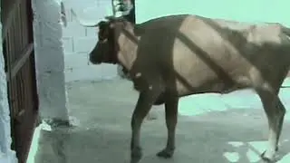Villaverde de Guadalimar. Fiestas 2017. Primer encierro.