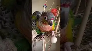 Cute conure parrots chilling by the window on their swing