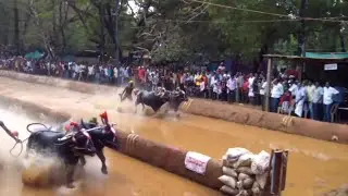 Baradi beedu kambala 2014-15{Buffalo race}