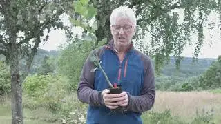 Doug Gilbert on how to identify aspen | Trees for Life