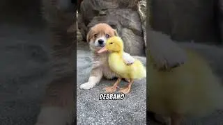 IL CANE CIECO HA TROVATO UN'AMICA PREZIOSA PER RIPRENDERE A VIVERE