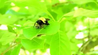Capital Naturalist: Bumblebee Mimic Robber Fly