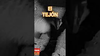 🌙 Tej&oacute;n en Territorio Lince: As&iacute; busca comida en el Cerro Escribano 🦡
