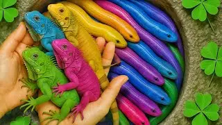 Catch beautiful aquarium fish in small pond: baby turtles, eels, nemo fish, cute fish, tadpoles.