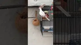 Zebra Finch Singing love ❤️ and Beautiful Diamond Dove 🕊️ #birds #finch