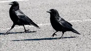 راه رفتن کلاغ  (crow walking) kawa chalasana