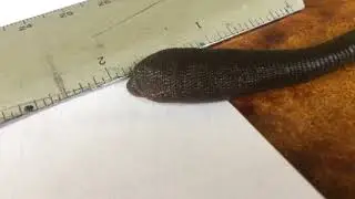 IMG 6856+video Diestecostoma sp , Annelid, Giant Predatory Terrestrial Leech