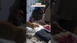 When Mafia Cat Met Dog&hellip; Things Got Serious 😂🔥 #cutybees #catvsdog #mafiacat #cat #doglove #shorts