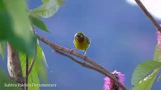 // Black-eared Shrike-Babbler // Pteruthius melanotis //