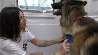 Ora la toelettatura per cani è anche a domicilio