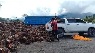 TOYOTA HILUX VIGO kerja berat,bawa sawit pergi ramp,jual buah sawit,💪💪💪