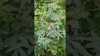🌱Tephrosia purpurea & purple hoarypea #nature #naturelovers #naturebeauty