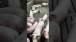 Pig farm automated breeding equipment for sale  #GREATFARM