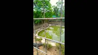 Crocodile Farm at Estancia de Lorenzo