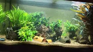 Juwel Rio 125 Aquarium Nicolaus Update 😊 6.12.23