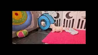 Chiots Westie nés en février 2022