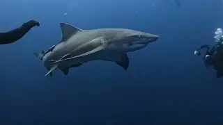 Shark Diving Jupiter Florida 2024
