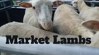 Selling Winter Born Market Lambs