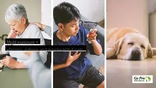Mold Prevention Tips for Ottawa Homeowners | Ultimate Checklist to Keep Your Home Safe