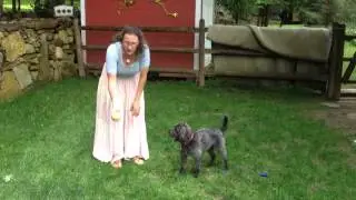 Fetch! | Sarah Hodgson | Modern Dog Parenting