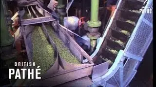 Frozen Pea Factory (1966)
