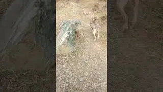 dog searching for prey in the forest