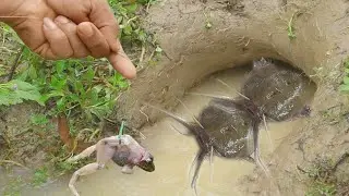 Fishing in the mud holes catching catfish by Frog | This is My Traditional Fishing .