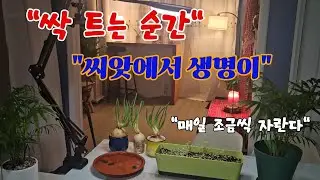 연꽃,쑥갓,양파,상추 키우기 힐링...씨앗에서 싹이 트는 순간들...