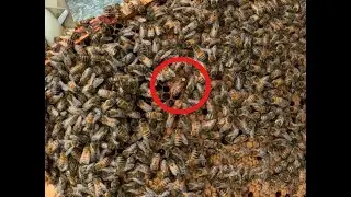 2025-07-17 WE08 Bee Hive Inspections. Queen doing really well
