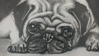 Drawing  a Pug Puppy Dog - Realistic Art