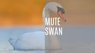 Mute Swan Melodies: Cygnus olor's Serene Calls | Sounds of Nature For All 786