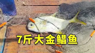 外海撒1700米网抓到7斤大金鲳鱼，光这一条就回本了！#渔民 #捕鱼 #鱼