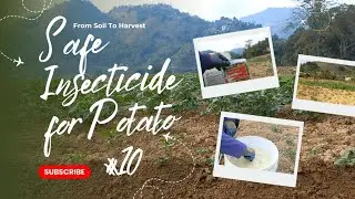 Safe Insecticide for Potato (From Soil To Harvest) #10 #gardening #farming