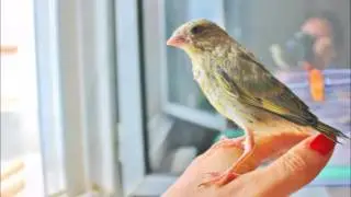 Raising Birdy - How to raise a baby bird. Cutest thing ever!