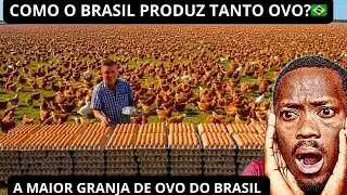 Africano Reage A MAIOR GRANJA DE OVOS DO BRASIL 🇧🇷😱#brasil #agronegocio 