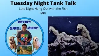 Tuesday Late Night Tank Talk