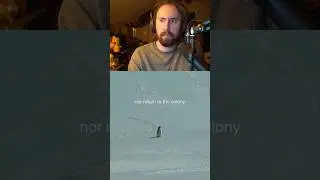 Penguin 🐧