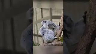 Watch this funny Koala #shorts #koala