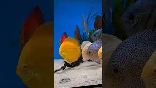 Colorful Discus Fish Habitat #shorts #ydafp