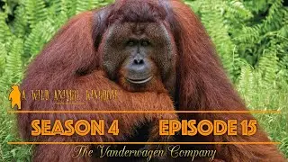 A Wild Animal Kingdom - Season 4, Episode 15 - What Rhymes with Orange? @thevanderwagencompany