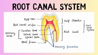 Root Canal System Made Easy | Dental Anatomy Simplified